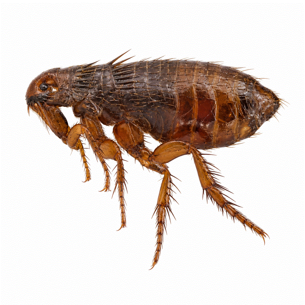 Oriental rat flea (Xenopsylla cheopis) — rodent flea in roof voids and subfloors