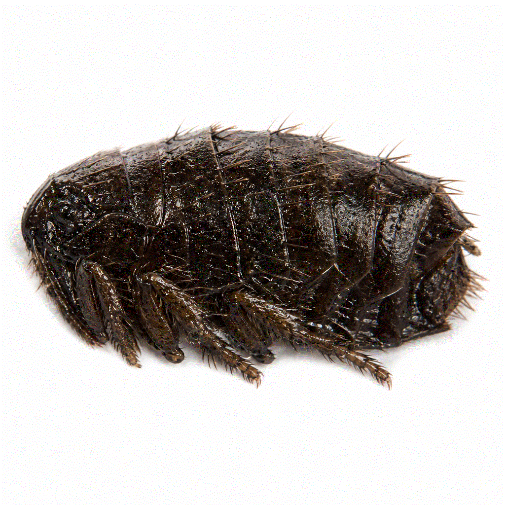 Stickfast flea (Echidnophaga myrmecobii) — Australian native flea that embeds in poultry and pet skin