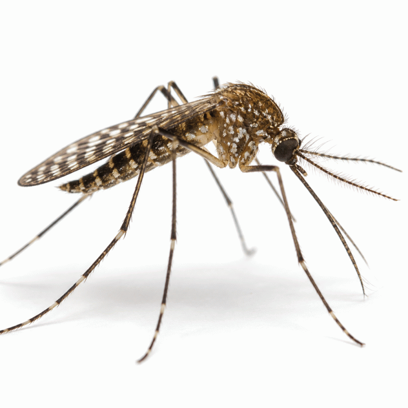 Common Australian anopheline (Anopheles annulipes) — spotted-wing mosquito of brackish and freshwater wetlands