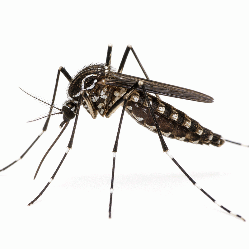 Backyard mosquito (Aedes notoscriptus) — the common striped mosquito breeding in Sydney pots, gutters and containers