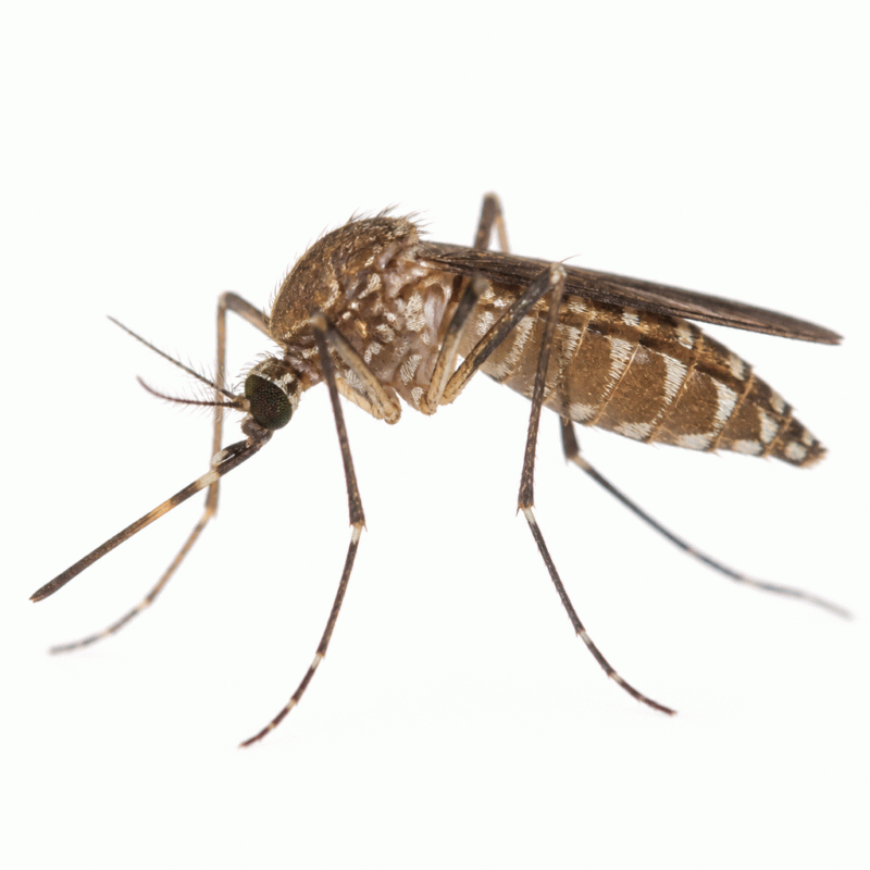 Common banded mosquito (Culex annulirostris) — freshwater wetland mosquito, a key Australian virus vector