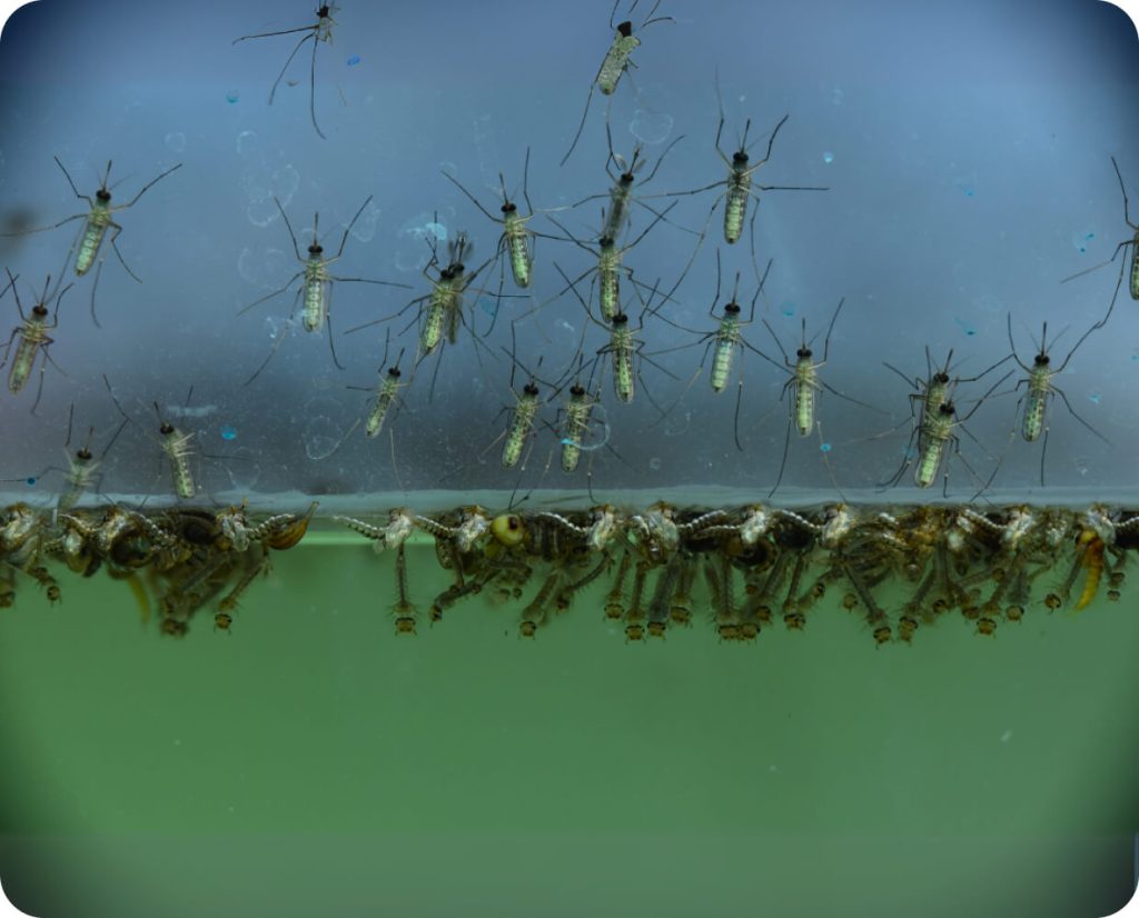 Mosquito larvae and adults at standing water — breeding sites in Sydney