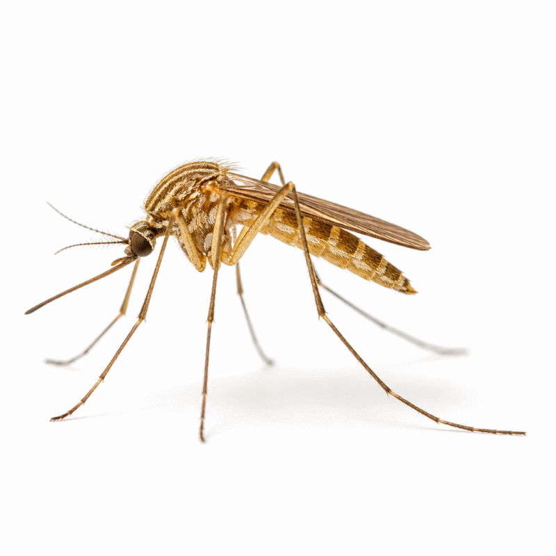 Lined mosquito (Coquillettidia linealis) — golden-brown mosquito from freshwater wetlands and reed beds