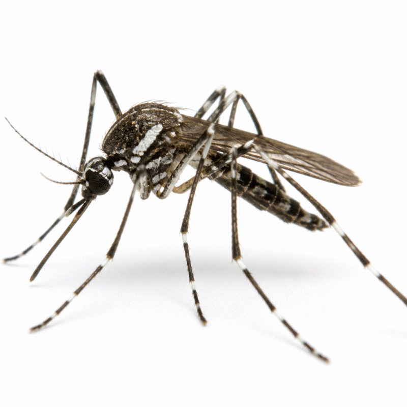 Aedes procax — freshwater wetland mosquito common around Sydney bushland and Northern Beaches