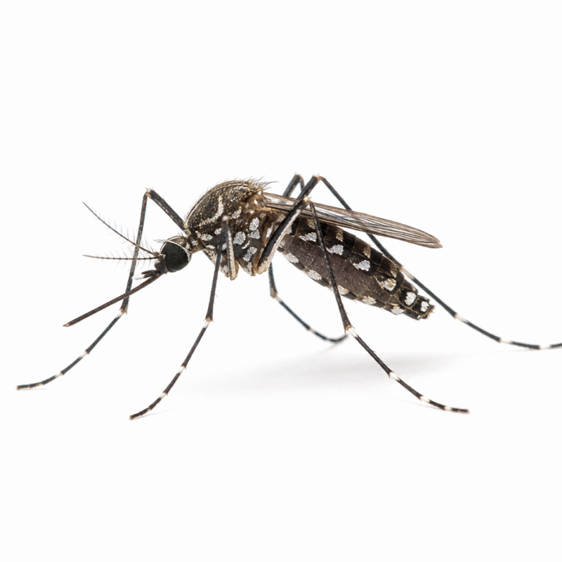 Saltmarsh mosquito (Aedes vigilax) — aggressive coastal biter around Sydney estuaries and wetlands