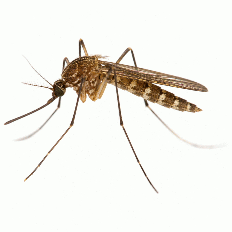 Salt-water mosquito (Culex sitiens) — abundant coastal Culex around mangroves and tidal wetlands