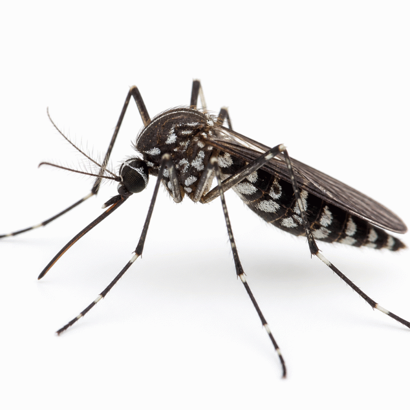 Southern saltmarsh mosquito (Aedes camptorhynchus) — coastal wetland biter found across southern Australia