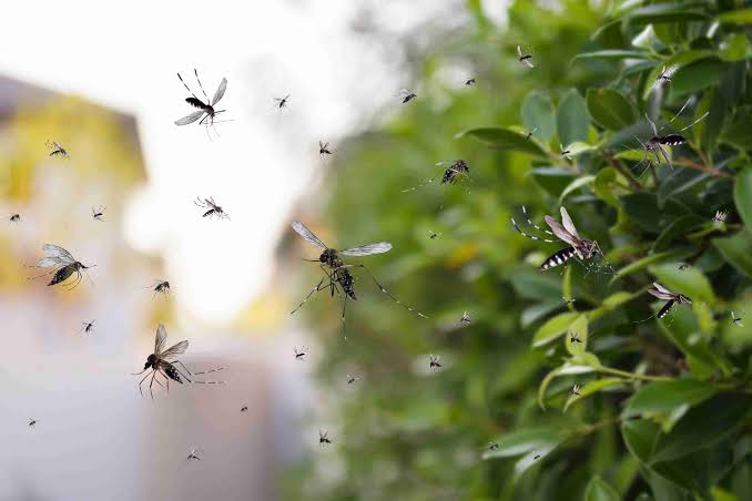 Mosquito swarm near garden foliage — Sydney mosquito infestation