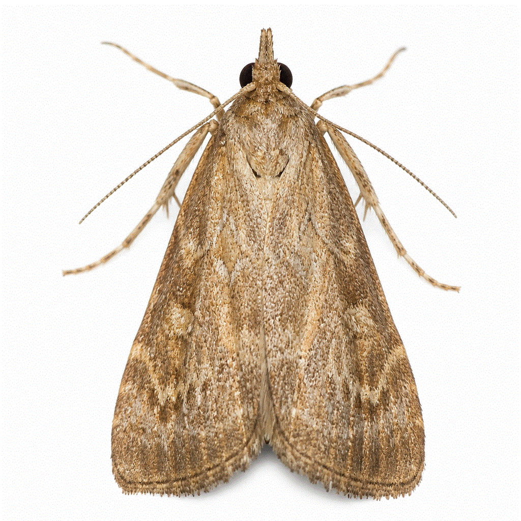 Light brown apple moth (Epiphyas postvittana) — Australian garden and fruit-tree pest