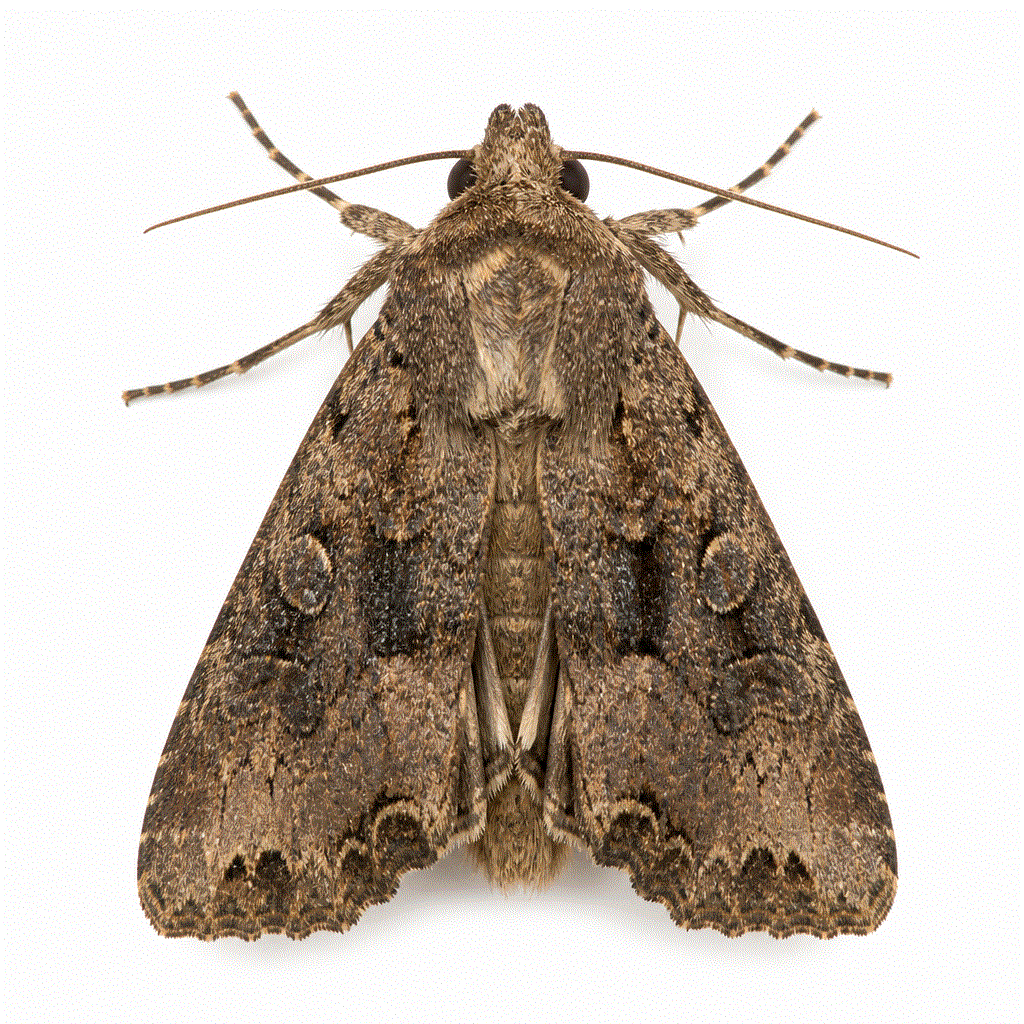 Bogong moth (Agrotis infusa) — large migratory Australian moth that enters buildings in season