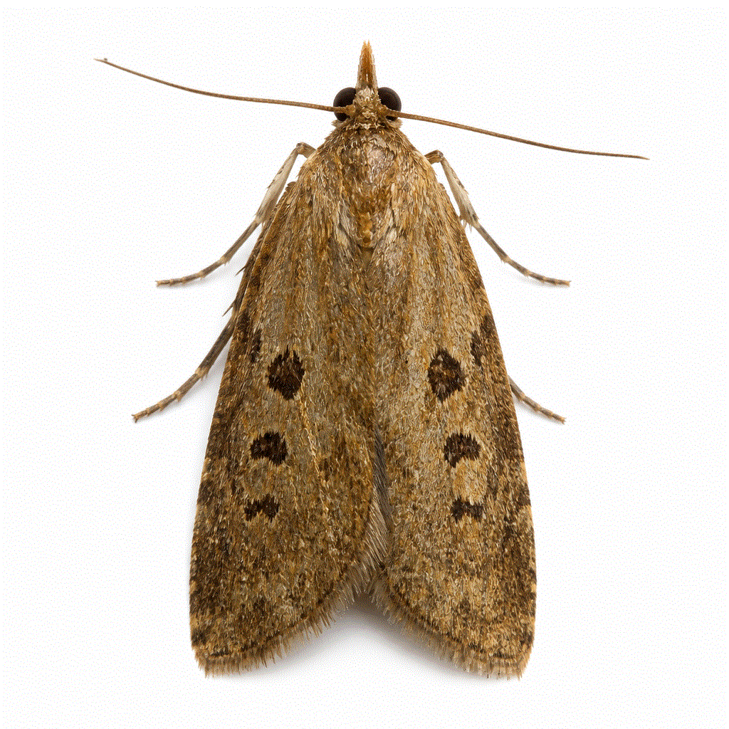 Brown house moth (Hofmannophila pseudospretella) — mottled indoor moth in carpets and stored goods