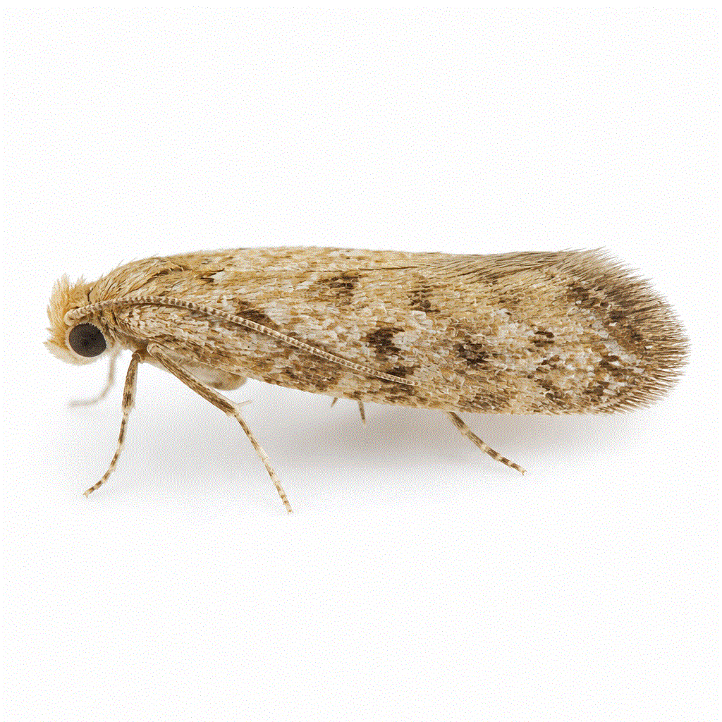 Carpet moth (Trichophaga tapetzella) — buff moth whose larvae chew wool carpets and rugs