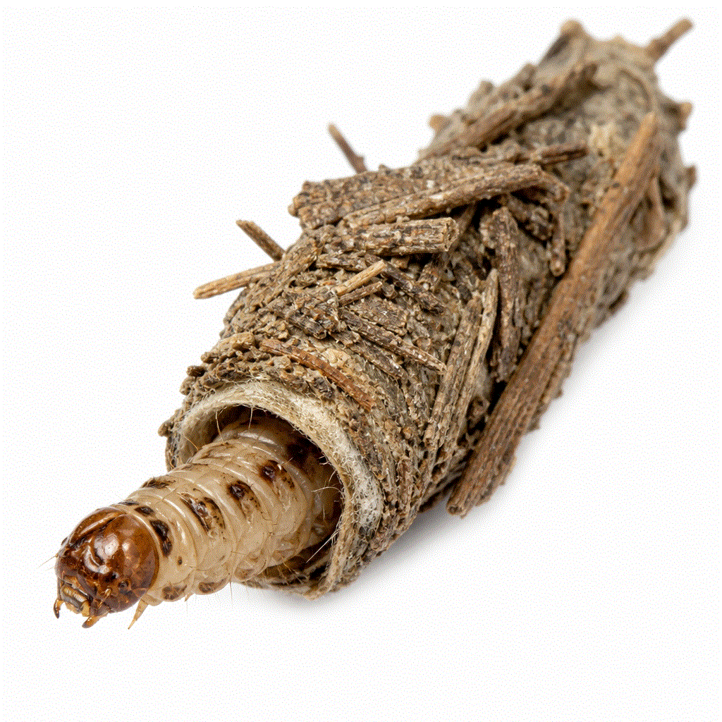 Case moth (Psychidae) — larva in a camouflaged twig case on Australian garden plants