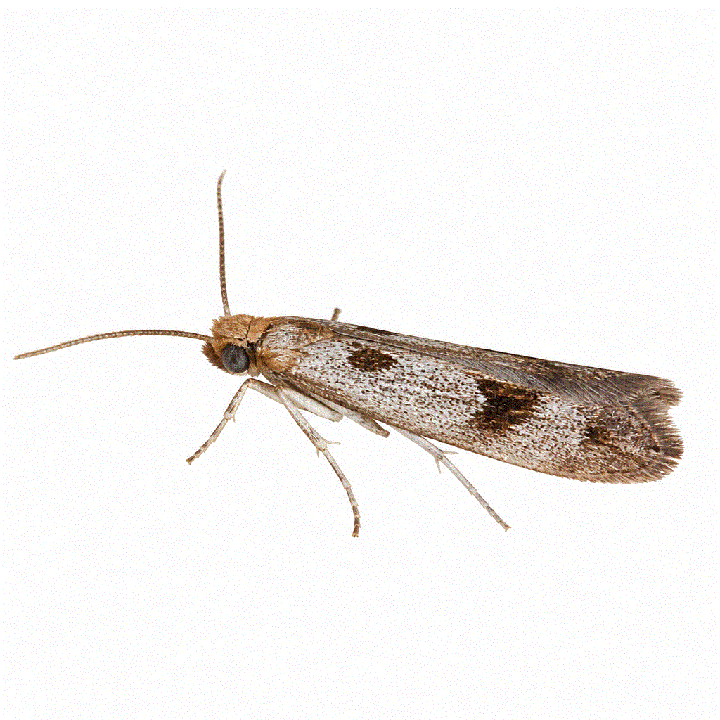 Case-making clothes moth (Tinea pellionella) — silvery moth whose larvae carry silk cases on fabric