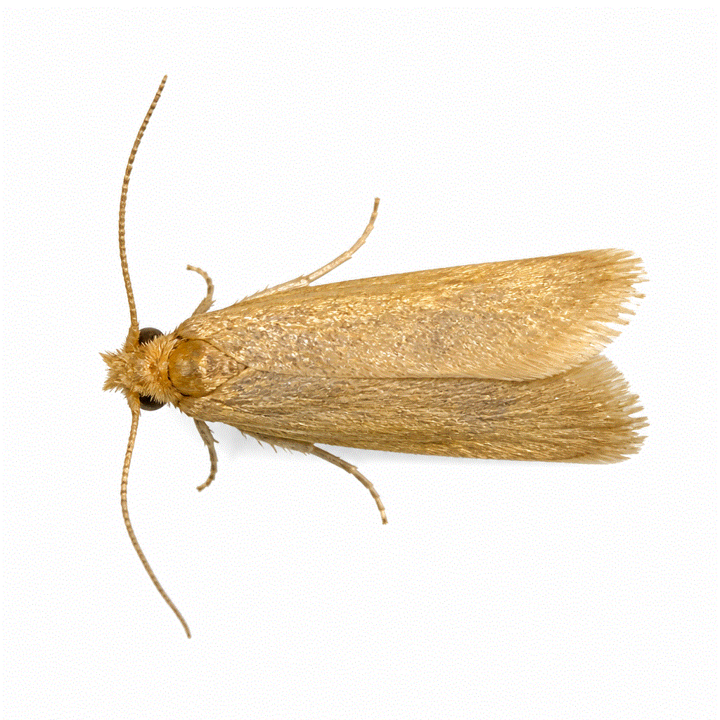 Webbing clothes moth (Tineola bisselliella) — golden wardrobe moth that damages wool and silk