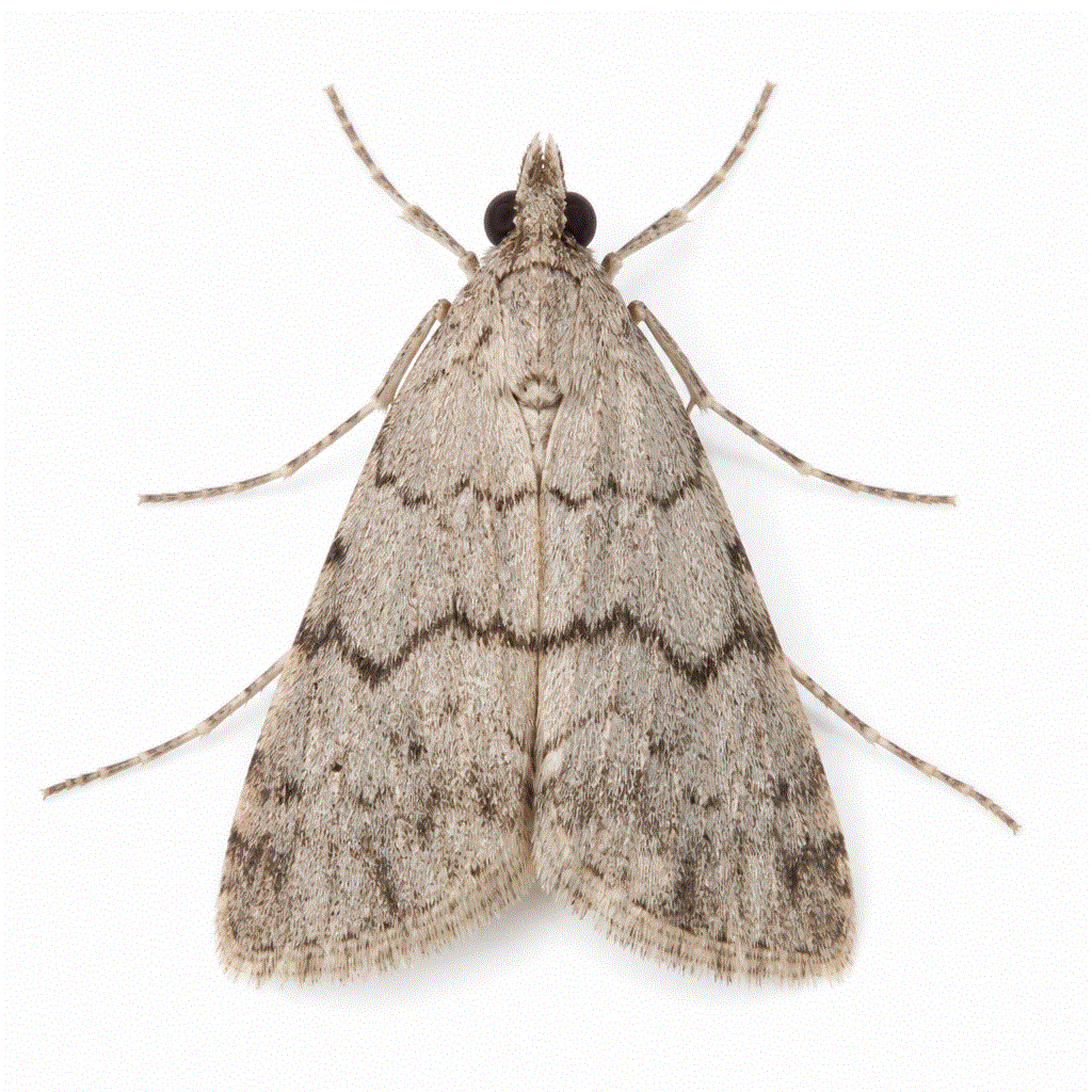 Mediterranean flour moth (Ephestia kuehniella) — grey pantry moth in dry food and bakeries