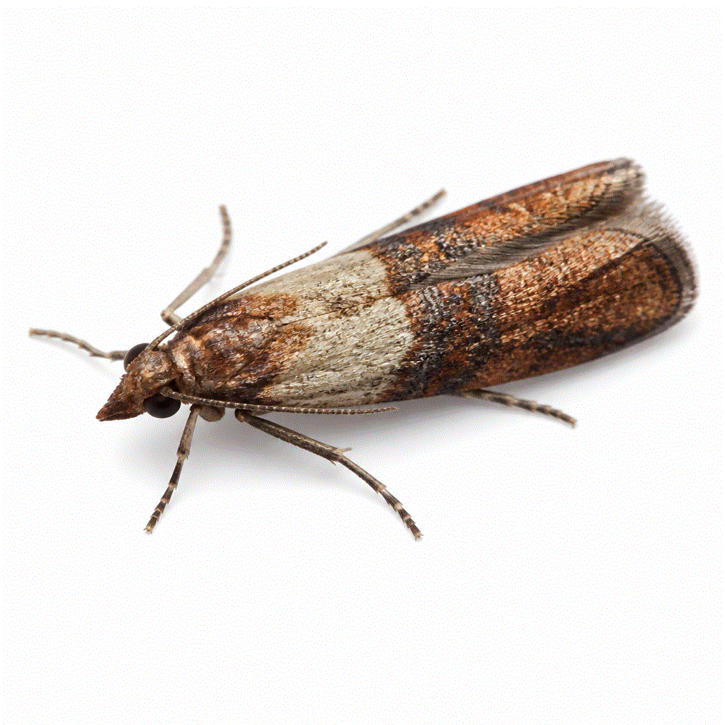Indian meal moth (Plodia interpunctella) — copper-banded pantry moth in flour, nuts and grains