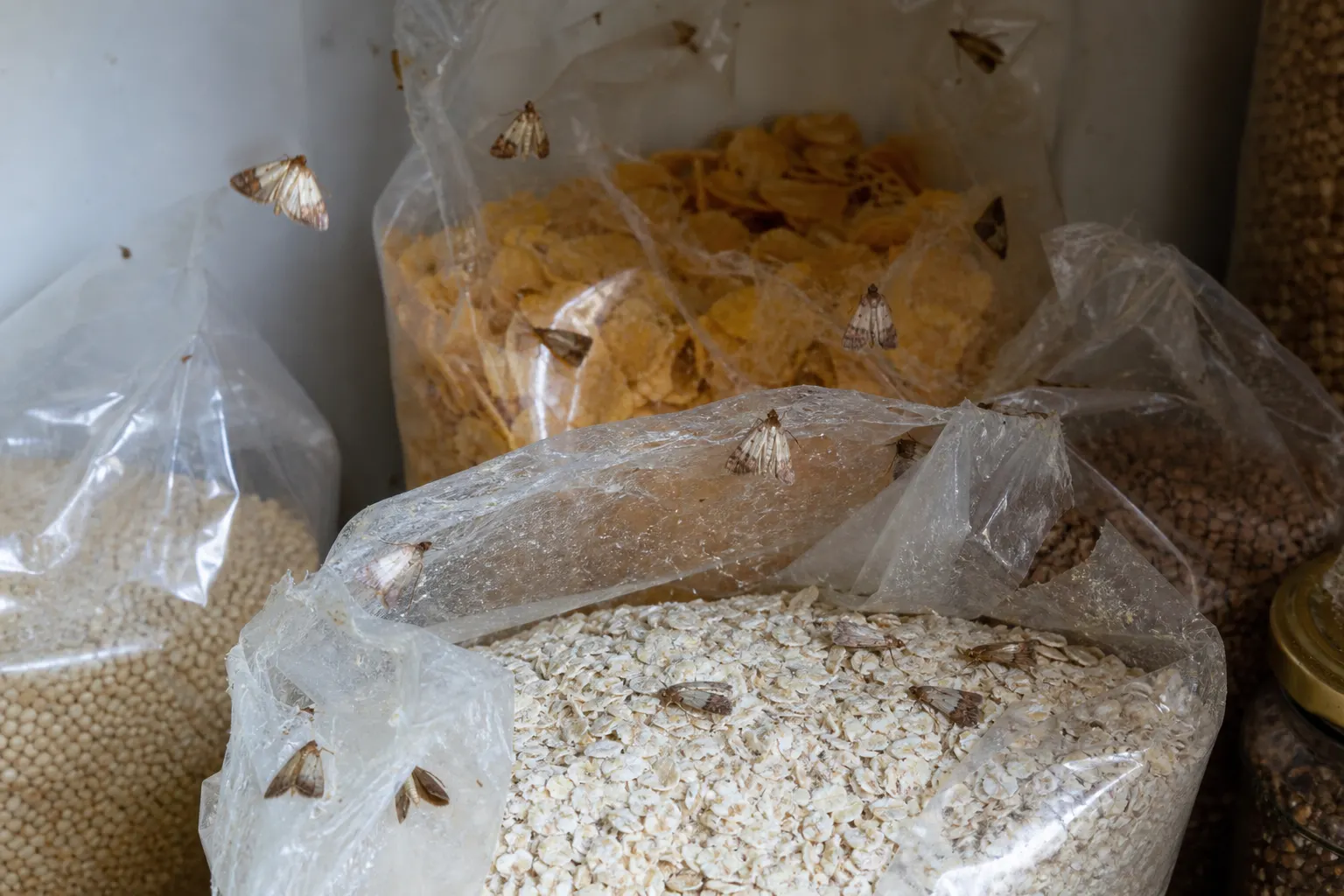 Pantry moths in dry food — why moths keep returning in Sydney kitchens