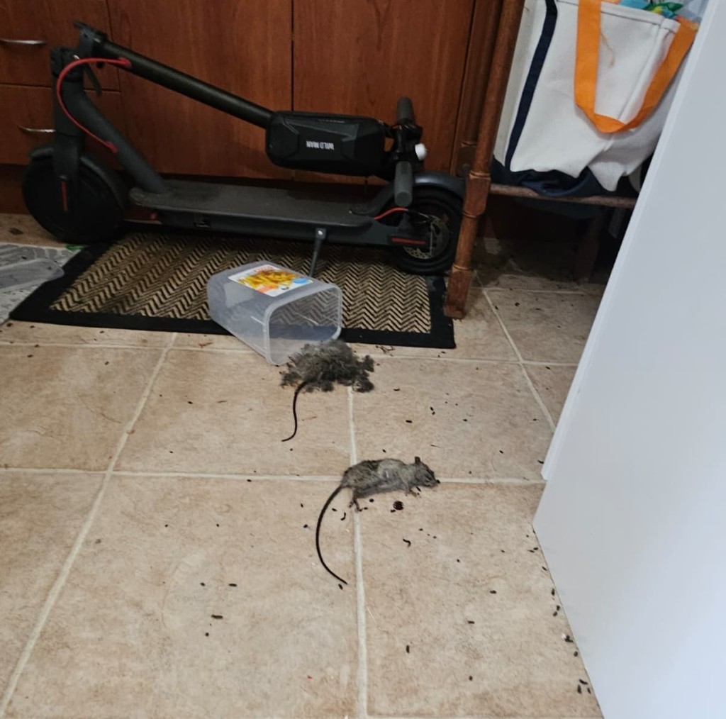 Dead rats and droppings on a kitchen floor — rodent infestation in Sydney