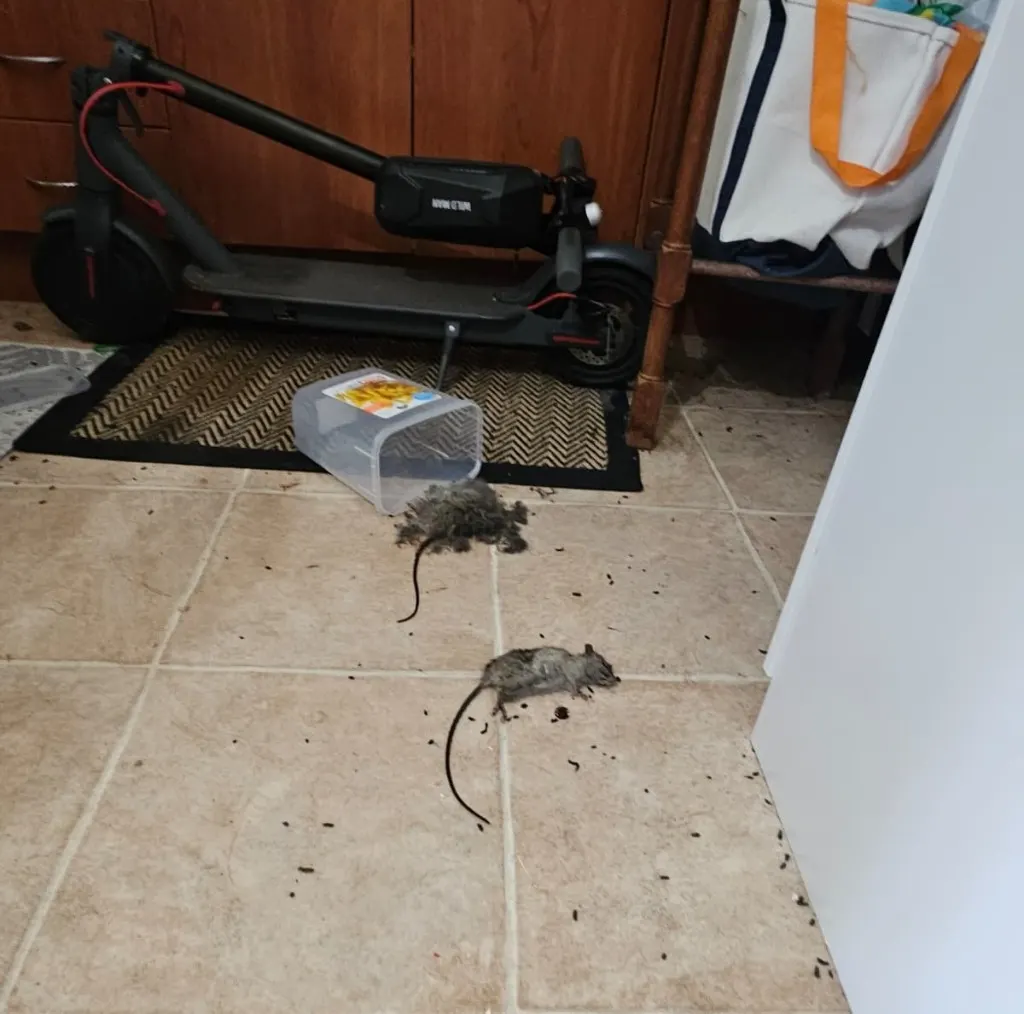 Dead rats and droppings on a kitchen floor — rodent infestation in Sydney