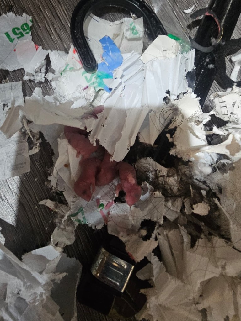 Rodent nest with newborn pups in shredded paper — breeding inside Sydney homes