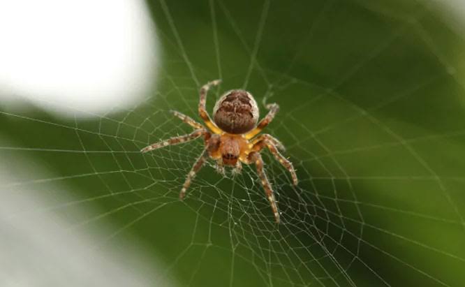 Garden orb-weaver spider on its web — common around Sydney homes