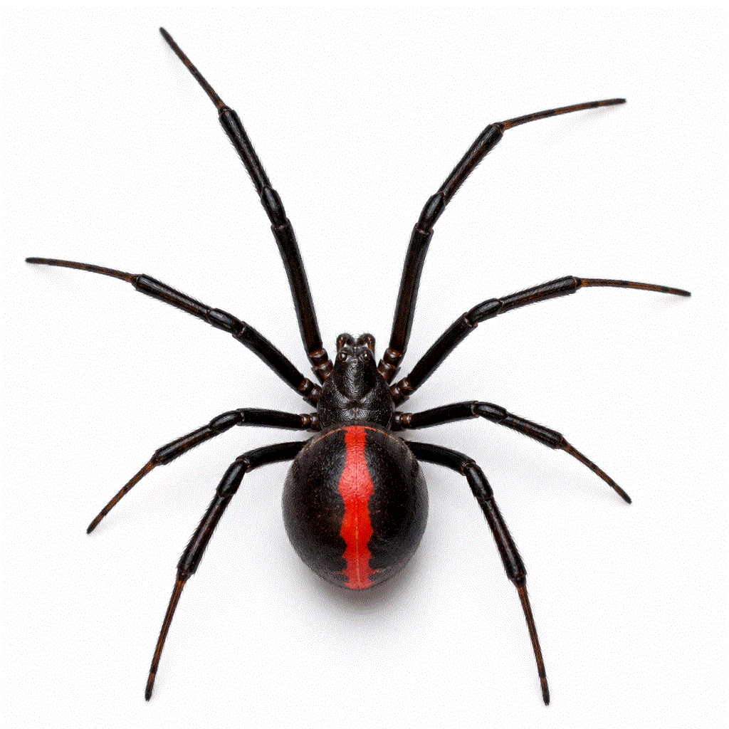 Redback spider — venomous Australian spider common in Sydney gardens and sheds