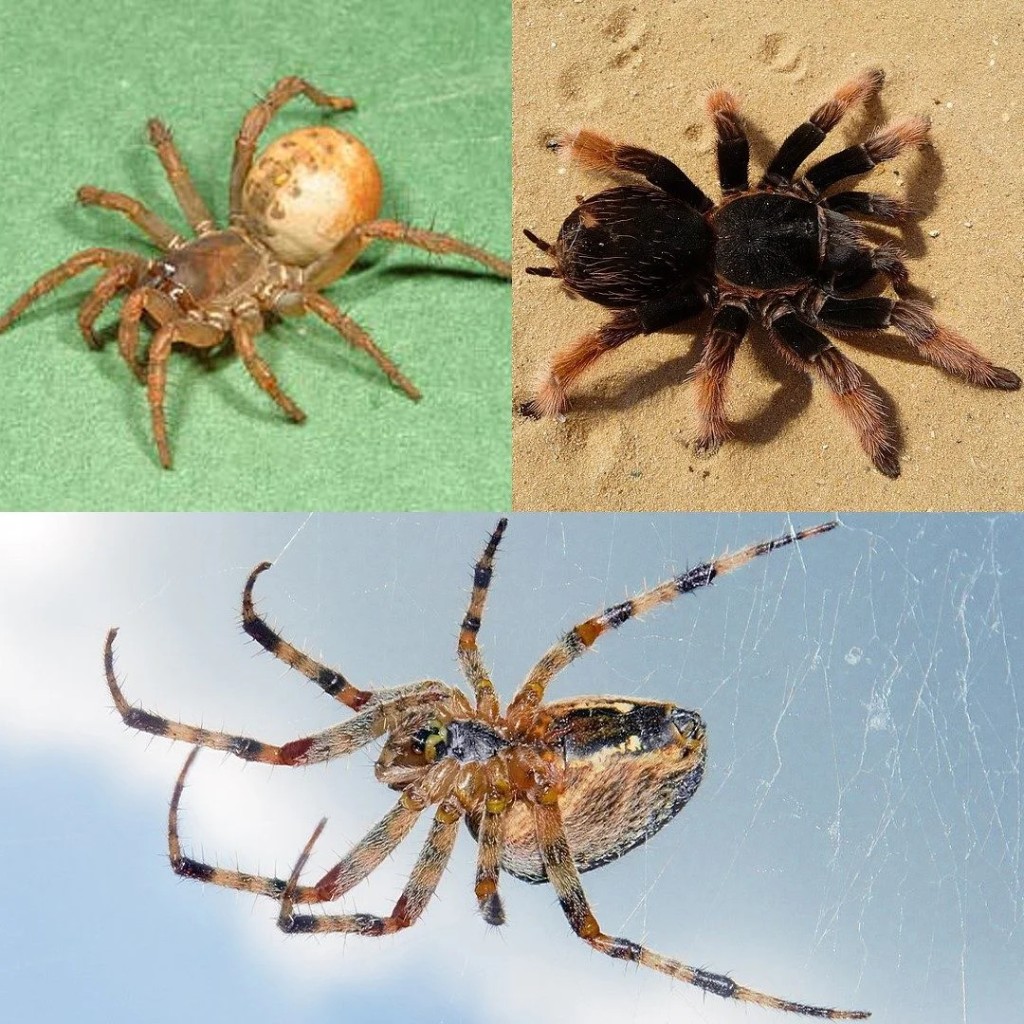 Common Sydney spiders — huntsman, funnel-web and garden orb-weaver