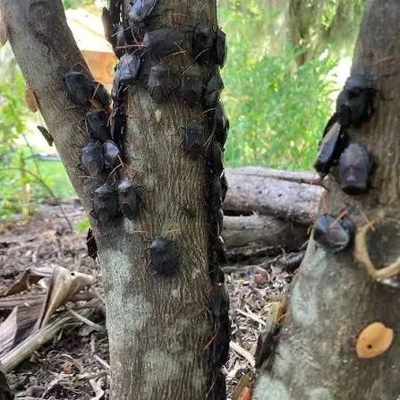 Stink bugs clustered on a tree trunk during a Sydney infestation